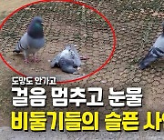 [영상] 서럽게 '구구구' 우는 비둘기..발걸음 멈춘 사람들
