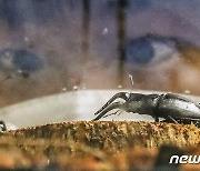 '곤충인문학을 아시나요' 한국교통대 국제학술대회 열어