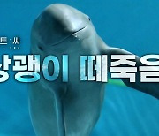 한국 바다서 1년에 1000마리씩 사라지는 '이 고래' [라스트 씨 ③]