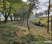 임실 오원천변 '장제무림' 국가산림문화자산 지정