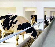 북한에 새로 건설된 젖소목장의 모습