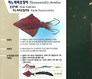 부산 도심 하천에 나타난 대형 오징어
