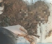 치료 후 학대 반복..입양 강아지 19마리 살해한 40대 남성 체포