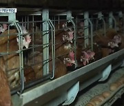 천안 고병원성 AI 비상..주변 농장 닭 33만 마리 매몰