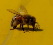 "디지털 양봉, 꿀벌 증식·농가경영 도와"
