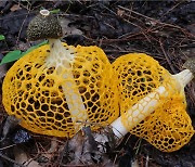 국립산림과학원 '노랑망태버섯'서 당 흡수 억제 신물질 발견