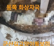 '물·불고문' 강아지 19마리 입양 살해한 40대..알고 보니 공기업 직원