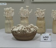 유럽 수출용 '토종 버섯' 개발.."단단하고 오래 저장"