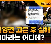 [자막뉴스] 입양견 8마리 고문 후 죽인 40대 영장 기각..11마리는 행방 묘연