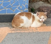 [부산24시] 길고양이 인식 개선 나선 부산시