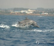 해수부, 남방큰돌고래 보호책 마련..50m 떨어져 선박 운항해야