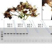 사과·배 등 야생 장미과 식물 화상병 감염방지 연구 추진