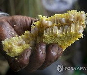 Nepal Honey Hunters Photo Gallery