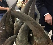 베트남 공항서 코뿔소 뿔 밀반입하다가 '14년 철창행'