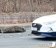 택시 들이받은 멧돼지의 최후