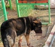 "엽총 맞아 입 절반 사라진 내 반려견"..총 쏜 사냥꾼 "개 무서워 쏜 것, 정당방위"