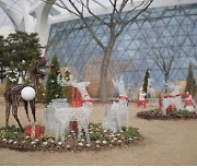 서울식물원에서 만나는 크리스마스..내일부터 겨울 특별전시