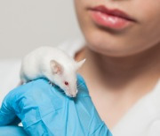 "코로나19 걸린 쥐에 물렸다"..대만 연구원의 감염, 원인에 관심