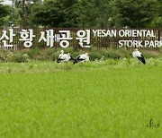 예산군, 예산 황새공원 친환경 추천 여행지 선정