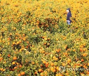 제주는 감귤 천국