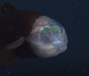 "외계인 아닙니다"..해저 600m에서 발견된 심해 생명체들 [영상]