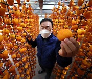 [Photo News] Season of dried persimmons