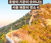 [카드뉴스] "범 내려온다" 호랑이 기운이 솟아나는 서울 해돋이 명소 4