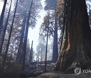 California Wildfires Giant Sequoias