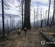 California Wildfires Giant Sequoias