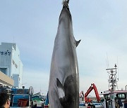 고성 공현진 앞 해상서 밍크고래 혼획