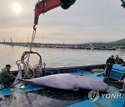 고성 공현진 앞 해상서 밍크고래 혼획