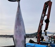 6천만원에 위판된 혼획 밍크고래