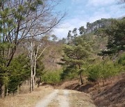 충주 '오청산 소나무 숲' 이달의 국유림 명품 숲 선정