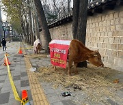 덕수궁 돌담길에 소 두 마리.. 집회 왔던 주인이 두고 갔다