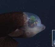 투명 머리, 초록 눈.."외계인 아니다" 해저 600m 속 물고기 정체