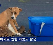 [세상돋보기]'집콕' 견디려 입양했다 버려지는 반려동물