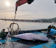 고성 앞바다서 죽은 밍크고래 발견.. 6000만원에 위판