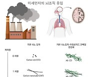 "미세먼지, 치매 등 퇴행성 뇌질환 환자에 더 치명적"