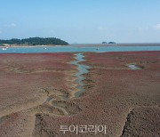 갯벌 위에 레드카펫 펼쳐진 듯..신안갯벌, 칠면초와 해홍나물로 붉게 물들어! 