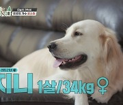 공소원 "반려견 34kg 골든리트리버, 산책중 아이들만 보면 짖어" 고충 토로 '개훌륭'