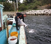 [경남소식] 올해 18개 해역에 어린 해삼 61만 마리 방류