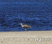 남대천 찾은 재두루미