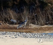 양양 남대천 찾은 재두루미