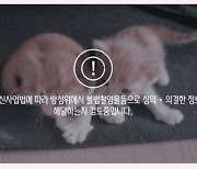 [팩트체크] '고양이 동영상'도 불법 촬영물인지 검열한다고?