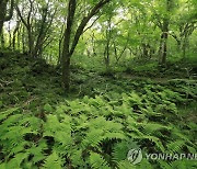 "제주의 생태 보고 곶자왈·오름 보전 '환경재단' 설립 필요"