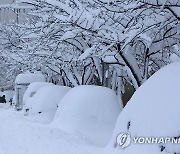 많이도 내렸네