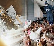영암 닭농장서 고병원성 AI 확인..전국 산란계 농장 긴급점검