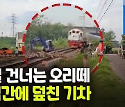 [영상] 퍼덕퍼덕 날갯짓도 역부족..달려오는 기차에 오리떼 몰사