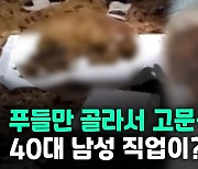 [영상] '강아지 킬러'의 손에 19마리가 죽어갔다..화단 파보니