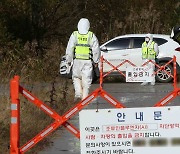 전남 무안 육용오리 농장서 고병원성 AI 확진